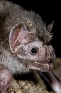 Мышь vampire