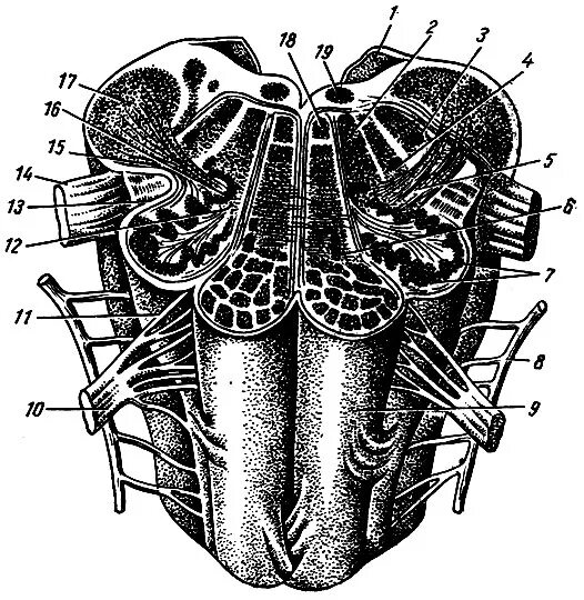Вентральная поверхность продолговатого мозга. Задний продольный пучок продолговатого мозга. Строение продолговатого мозга рисунок. Продолговатый мозг анатомия.