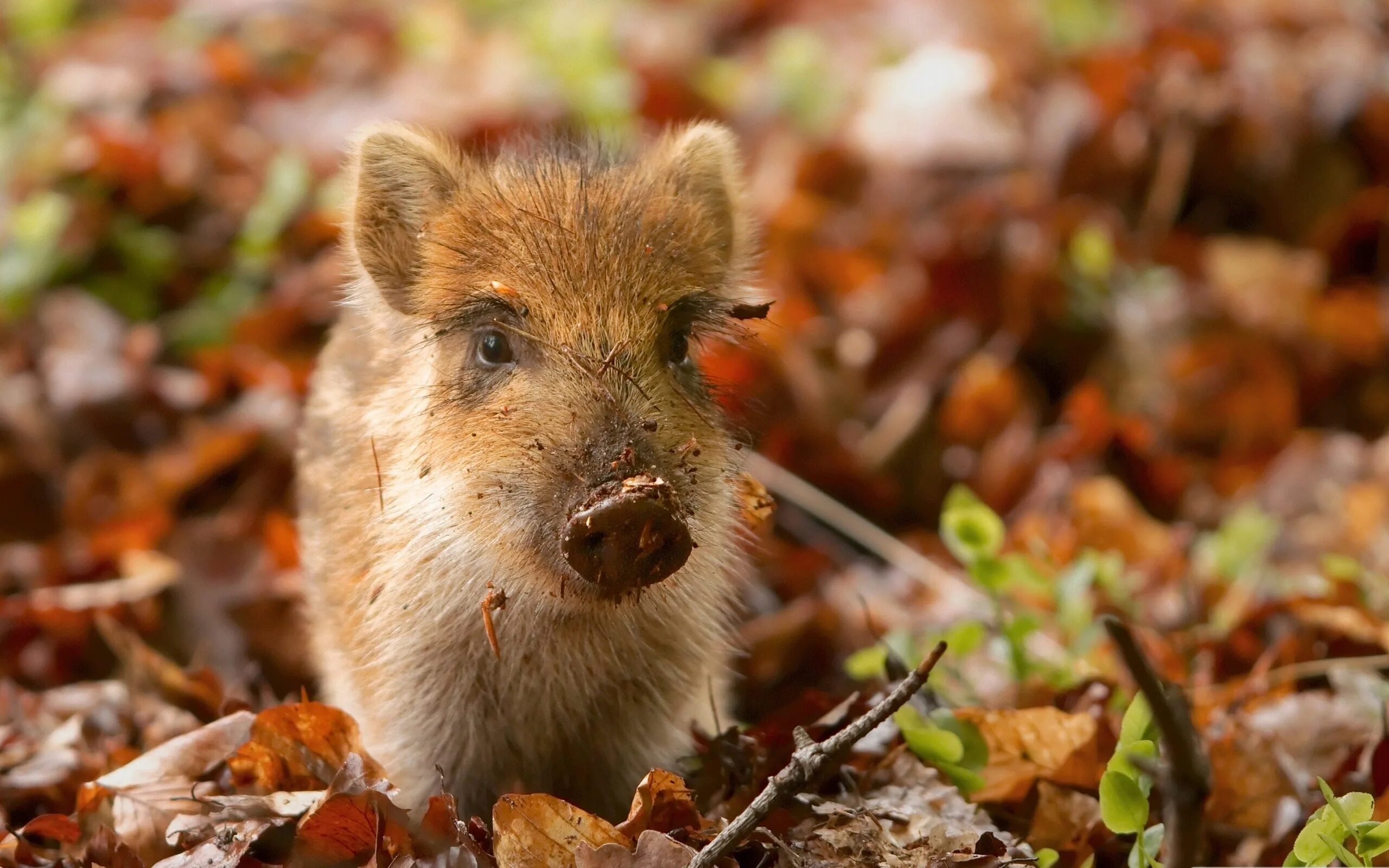 Питание кабана. Кабан секач приморский край. Кабан в лесу. Кабан что есть в лесу. Кабан ест желуди.