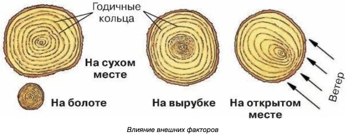 Древесные стебли образуются у. Годичные кольца древесины биология. Годичные кольца у дерева 6 класс биология. Строение стебля годичные кольца. Годичные кольца древесины строение.