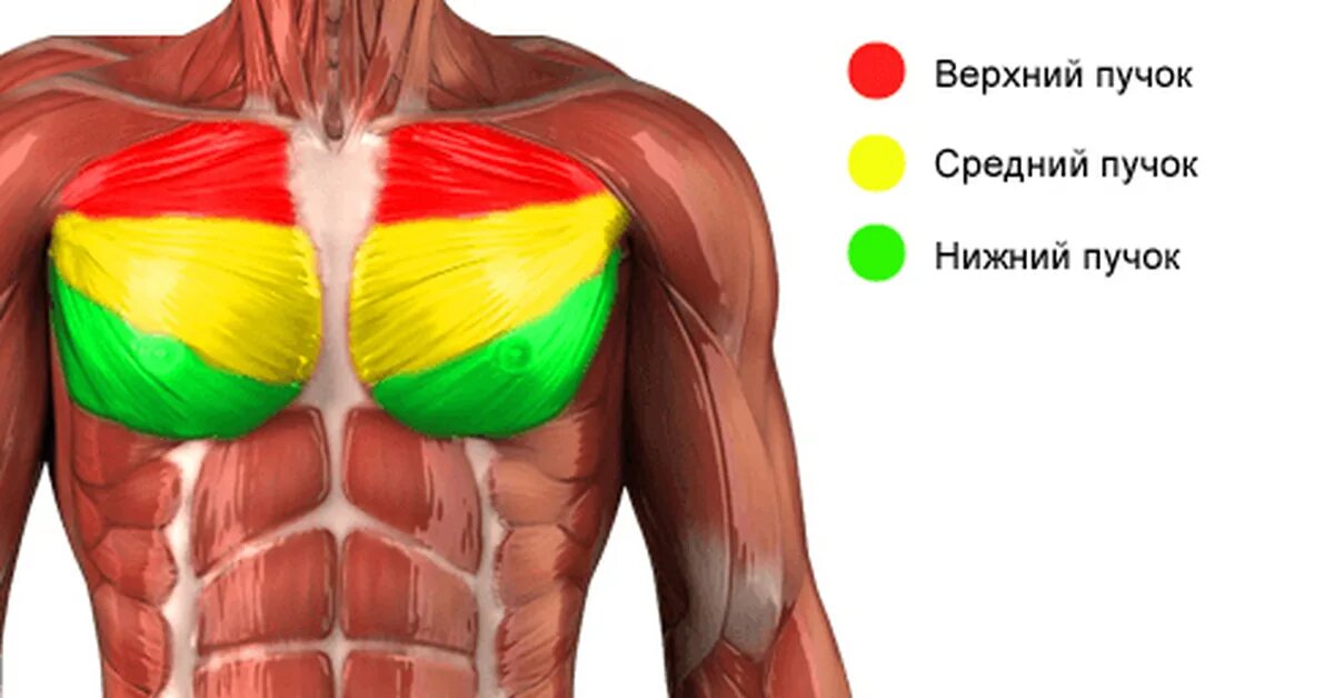 Пучки грудных мышц. Средняя грудная мышца. Части грудных мышц. Большая грудная мышца пучки.