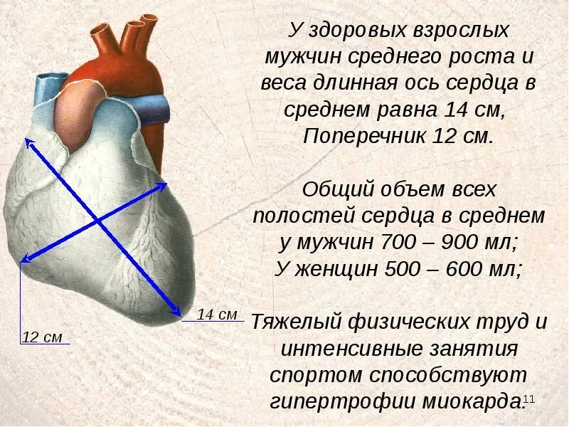 Норма форма сердца. Анатомическая ОСБ сердца. Анатомическая Омь сердцп. Ось сердца анатомия. Диаметр сердца человека.