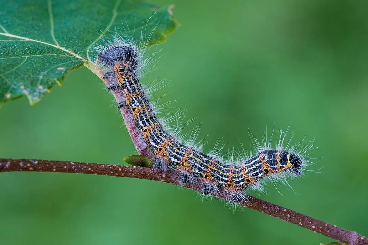 Крапивница бабочка гусеница. Цитерония королевская гусеница. Мадагаскарская гусеница. Гусеница пятнистый апателодес. Кольчатый шелкопряд гусеница.