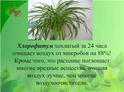 Хлорофитум очищает воздух