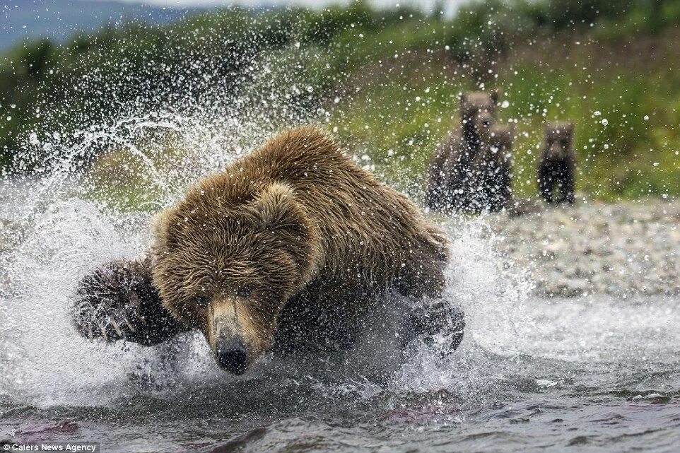 A bear can go