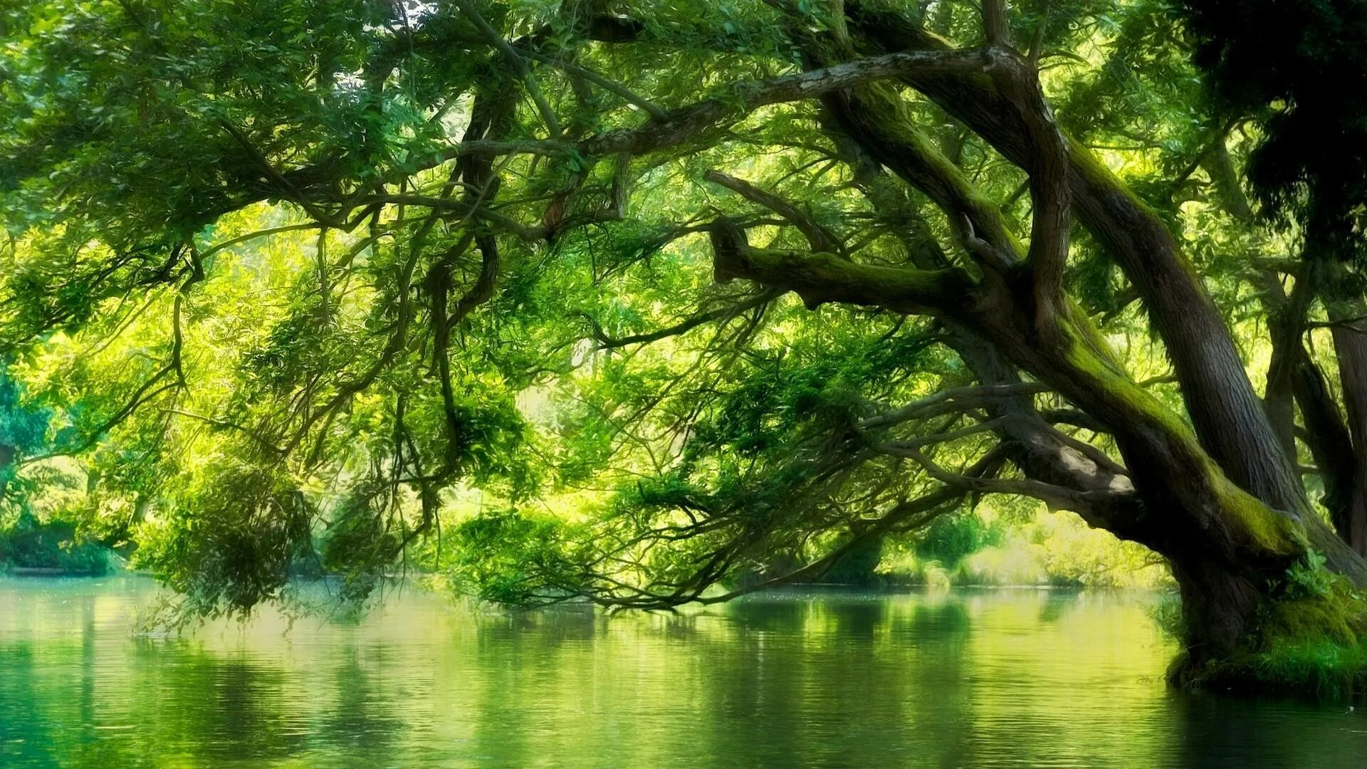 Большое зеленое г. Дерево у воды. Дерево над водой. Дерево у озера. Красивое зеленое дерево.