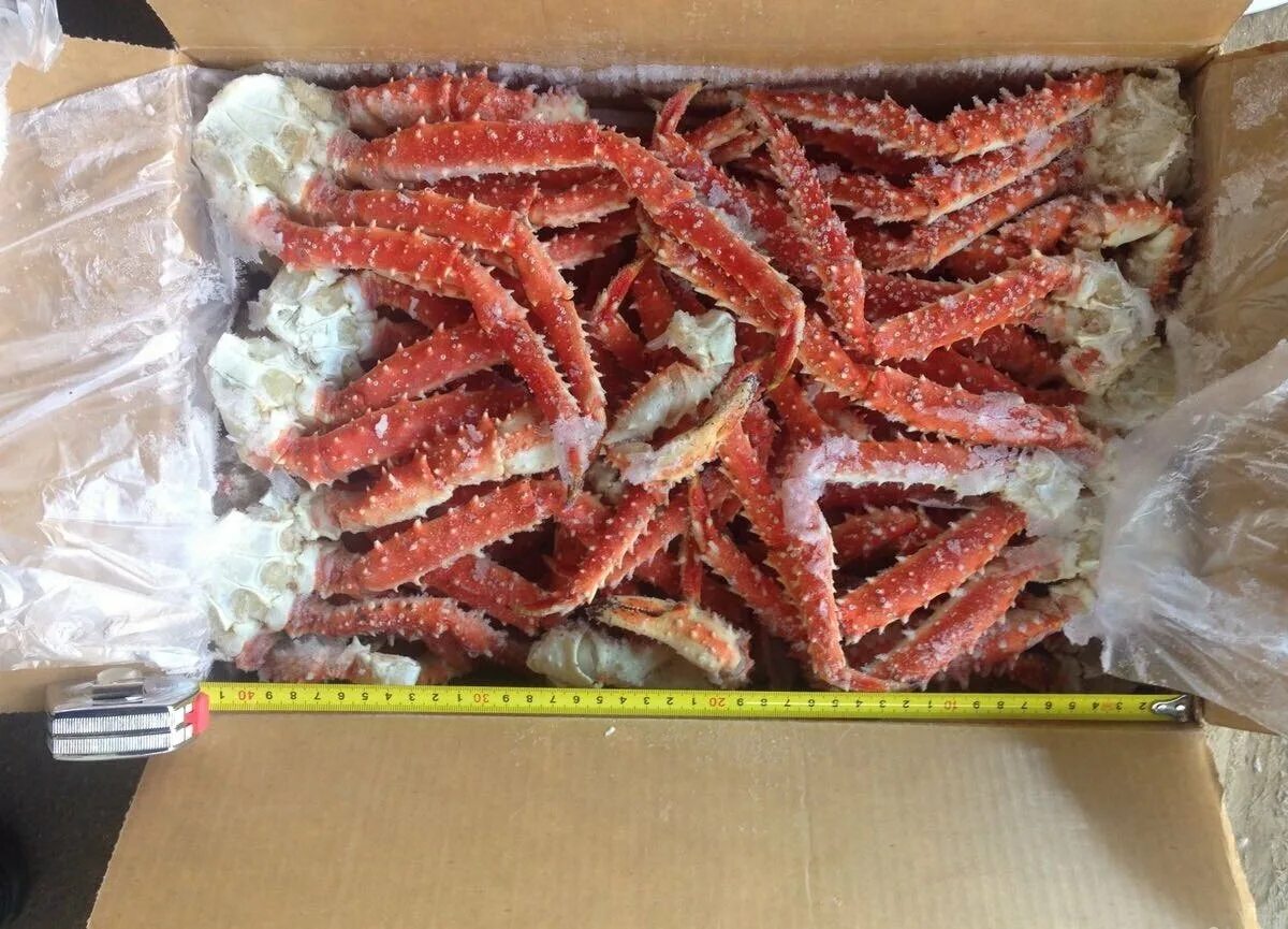 Краб стригун парной. Камчатский краб владивосток. Клешни краба стригуна. Парной краб. Парной краб.