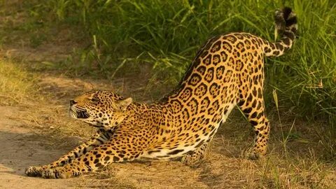 Were jaguar