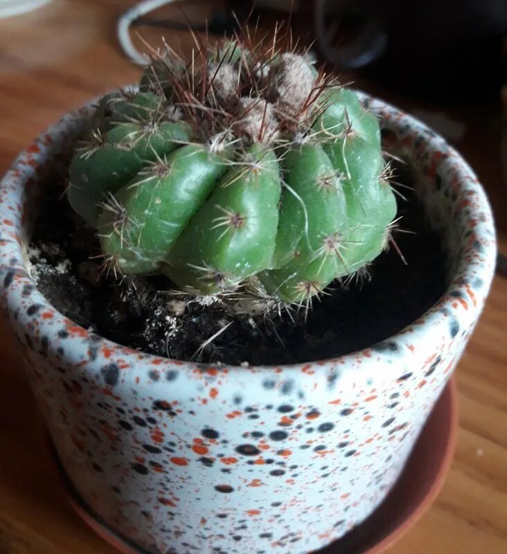 Грибок кактус эхинопсис. Кактус эхинопсис сгнил снизу. Почему кактусы. Почему кактусы. Кактус грузони загнил.