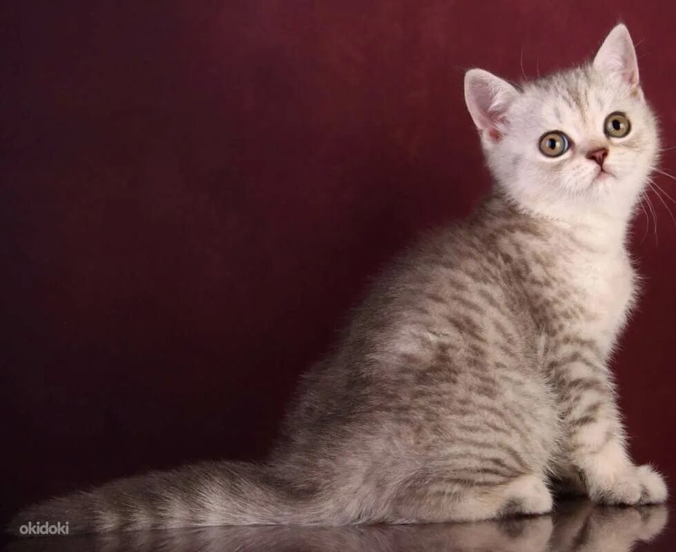 Скоттиш-страйт Шотландская прямоухая. Шотландская кошка прямоухая скоттиш страйт. Корниш страйт. Шотландская кошка прямоухая котенок