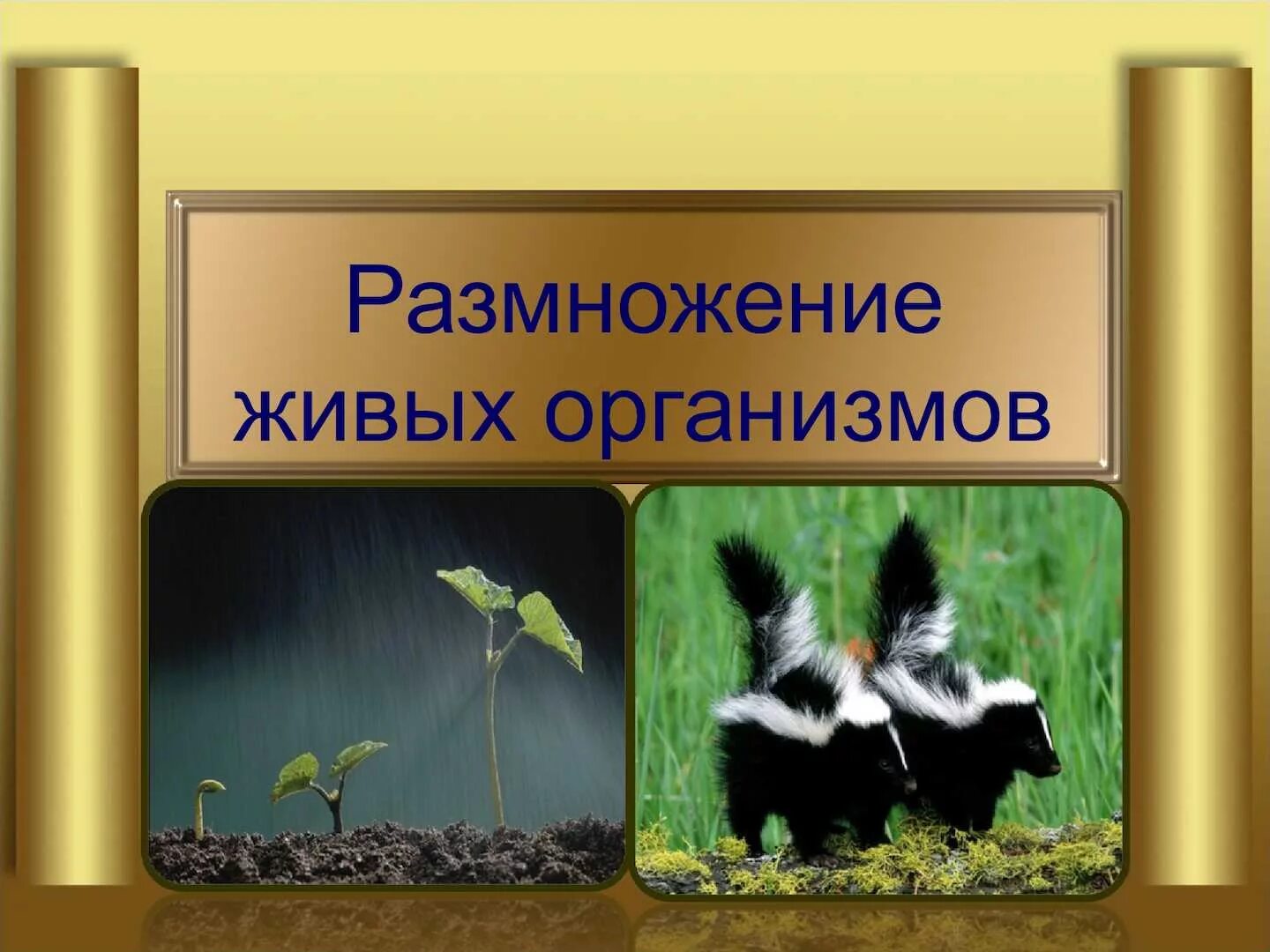 Размножение живых организмов. Размножение живых организмов презентация. Размножение свойство живых организмов растения. Презентация на тему размножение живых организмов. Все живые размножаются