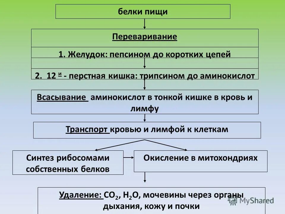 Схема переваривания белков в жкт. Переваривание белков и жиров в желудке. Схема переваривания и всасывания белков. Схема переваривания белков в жкт. Белки перевариваются под действием пепсина.