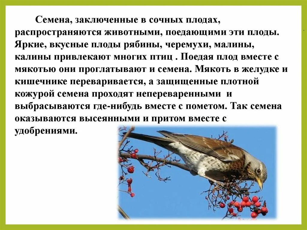 Рябина распространение плодов. Распространение плодов и семян животными. Распространение семян с помощью птиц. Какие растения распространяются птицами. Распространение семян растений птицами.