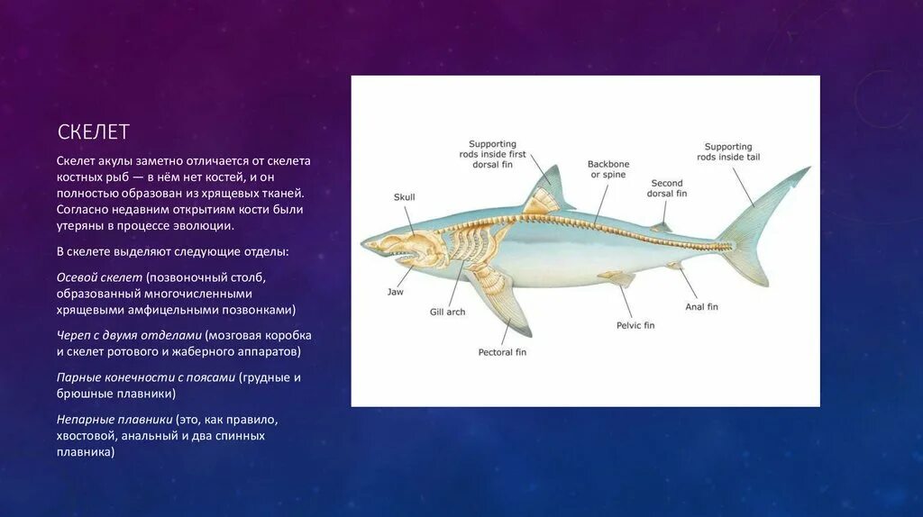 Рот хрящевые рыбы костные рыбы. Скелет акулы схема вид сбоку. Хрящевые рыбы строение. Осевой скелет хрящевых рыб. Хрящевой скелет хрящевых рыб.