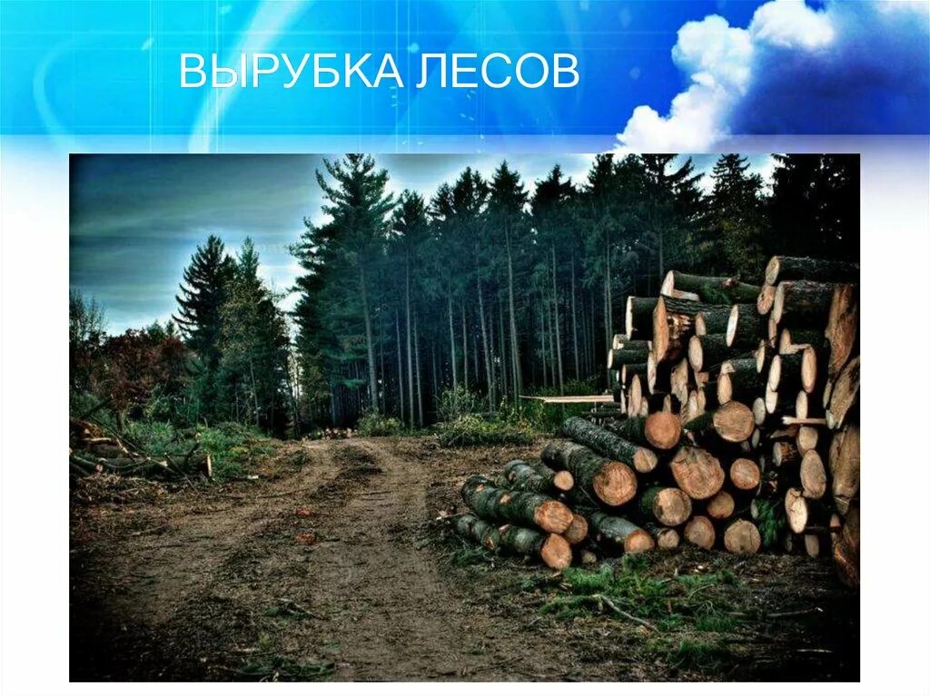 Вода вырубка леса. Вода вырубка леса. Экология вырубка лесов. Экологические катастрофы леса. Проблема вырубки леса.