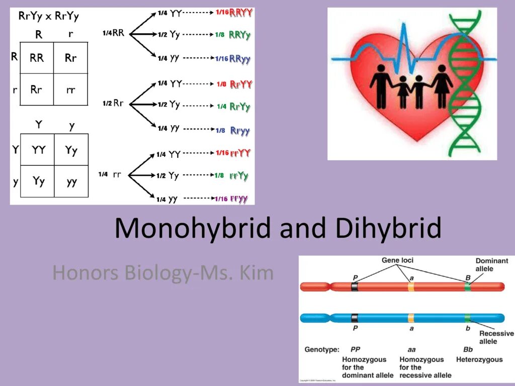 Monohybrid. Моногибрид дегеніміз не. Homozygous смешные картинки. Monohybrid Flouse.