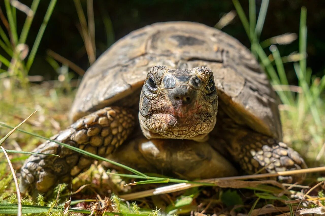 Turtle x. Пресмыкающиеся черепахи. Свиноносая черепаха. Рептилии Варан черепаха. Ящерицы крокодилы черепахи змеи.