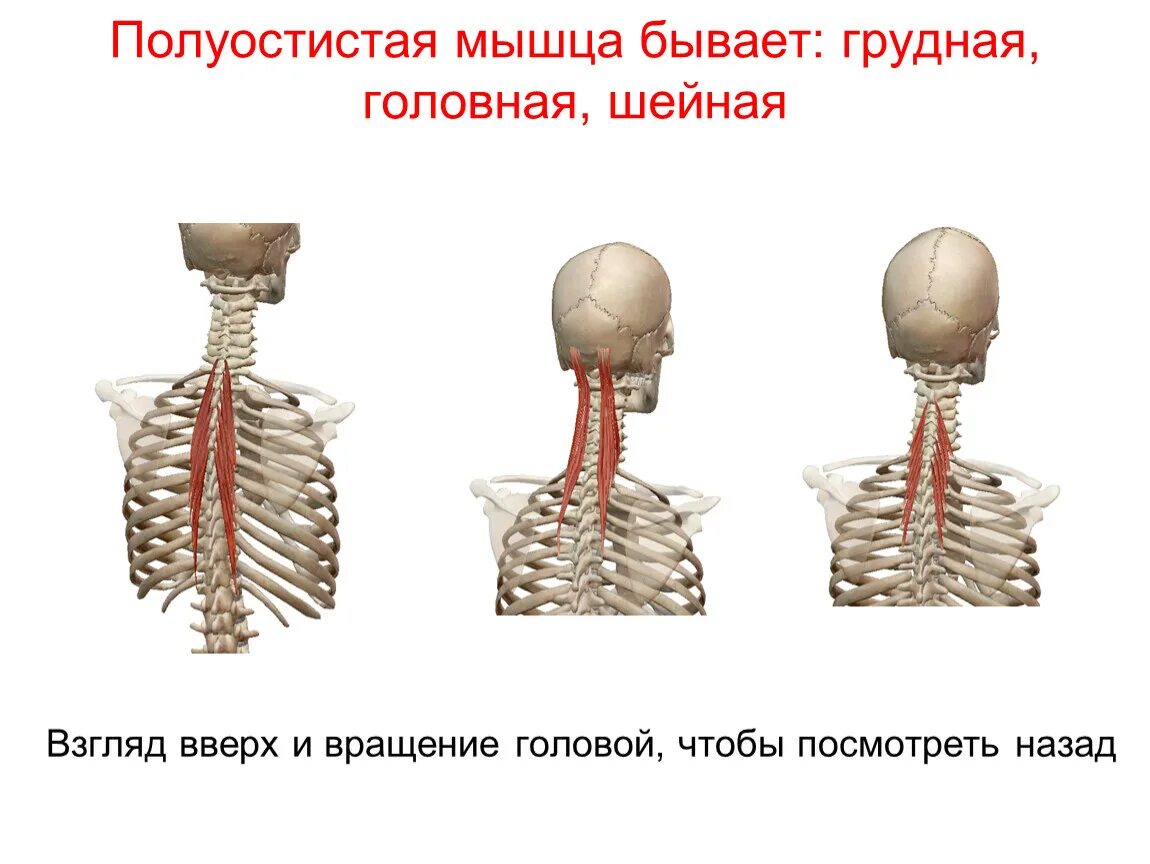 Функции шейного отдела. Полуостистая мышца головы и шеи. Полуостистая мышца шеи анатомия. Остистая мышца груди шеи головы.