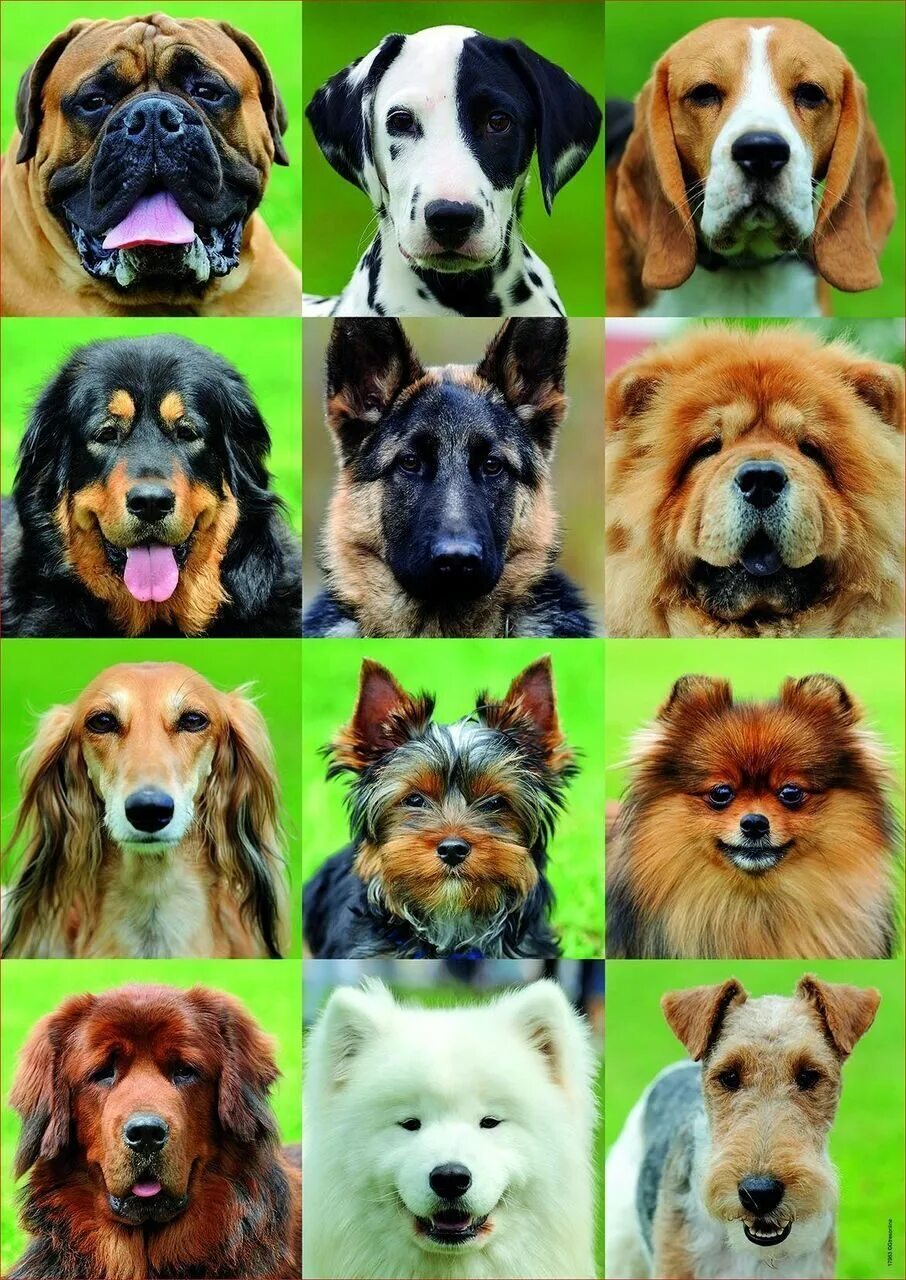 500 собак. 500 собак. 500 собак. Пёс 500 на 500 пикселей. Apicenna празицид таблетки для собак.