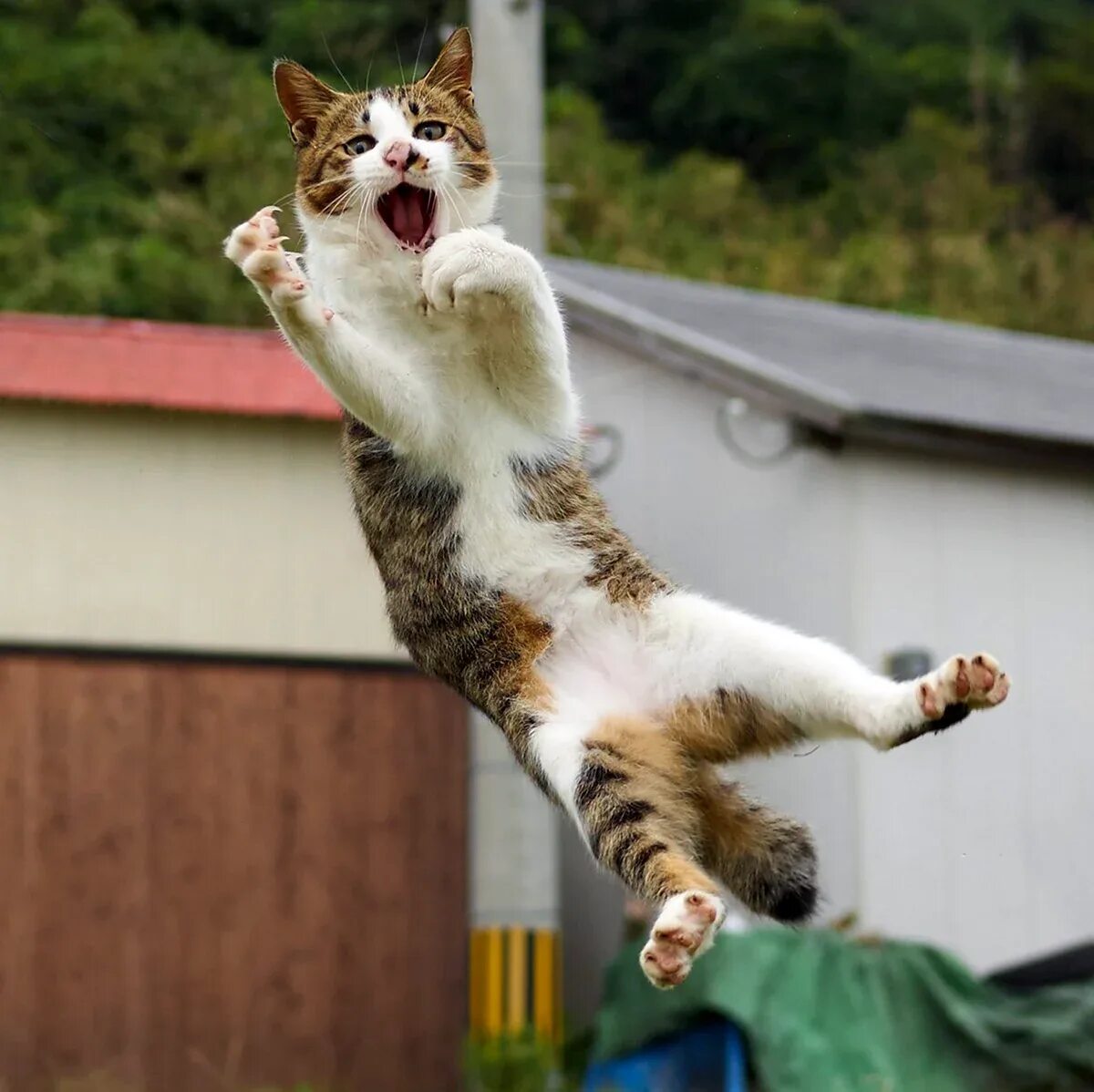 Скачущие коты. Кошка в прыжке. кот падает. коты в смешных позах.