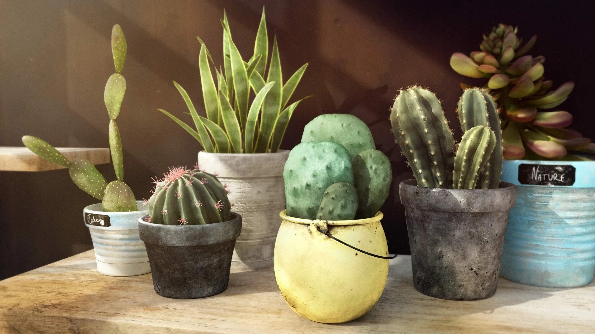 Cactus dg. Кактус. Кактусы и Суккуленты. Кактусы в интерьере. Кактус в горшке.