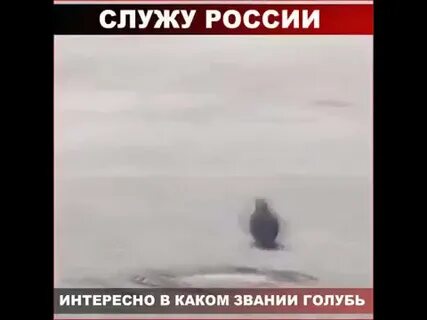 Голубь честь