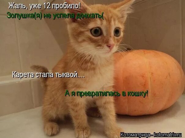 Я перегорела стих. Жаль картинки. Жаль что нельзя обнимать сквозь города. Статус мне пофиг. Цитаты о совести и порядочности.