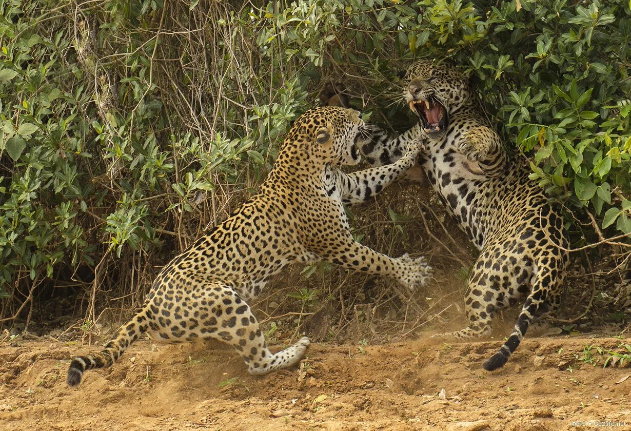 Гепард леопард Ягуар. Леопард vs Ягуар. Ягуар амазонки. Ягуар самка и самец.