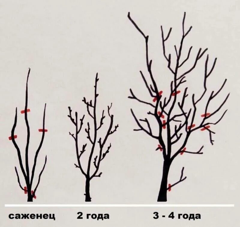 Через сколько плодоносит яблоня после посадки. Обрезка плодовых деревьев слива весной.