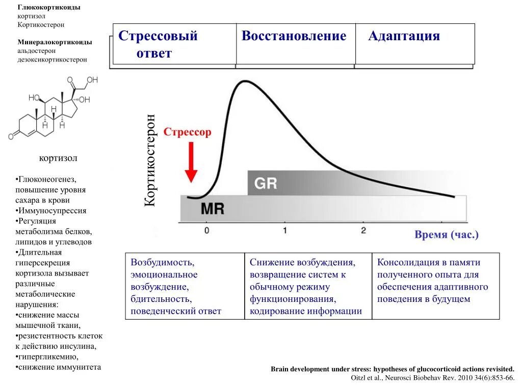 Гормон повышающий стресс