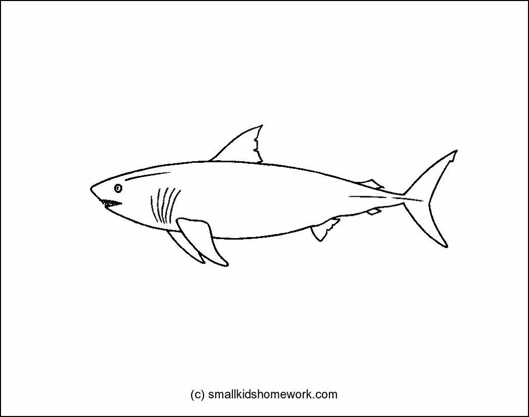 Outline com. Акула раскраска. Китовая акула раскраска. Лимонная акула раскраска. Акула outline.