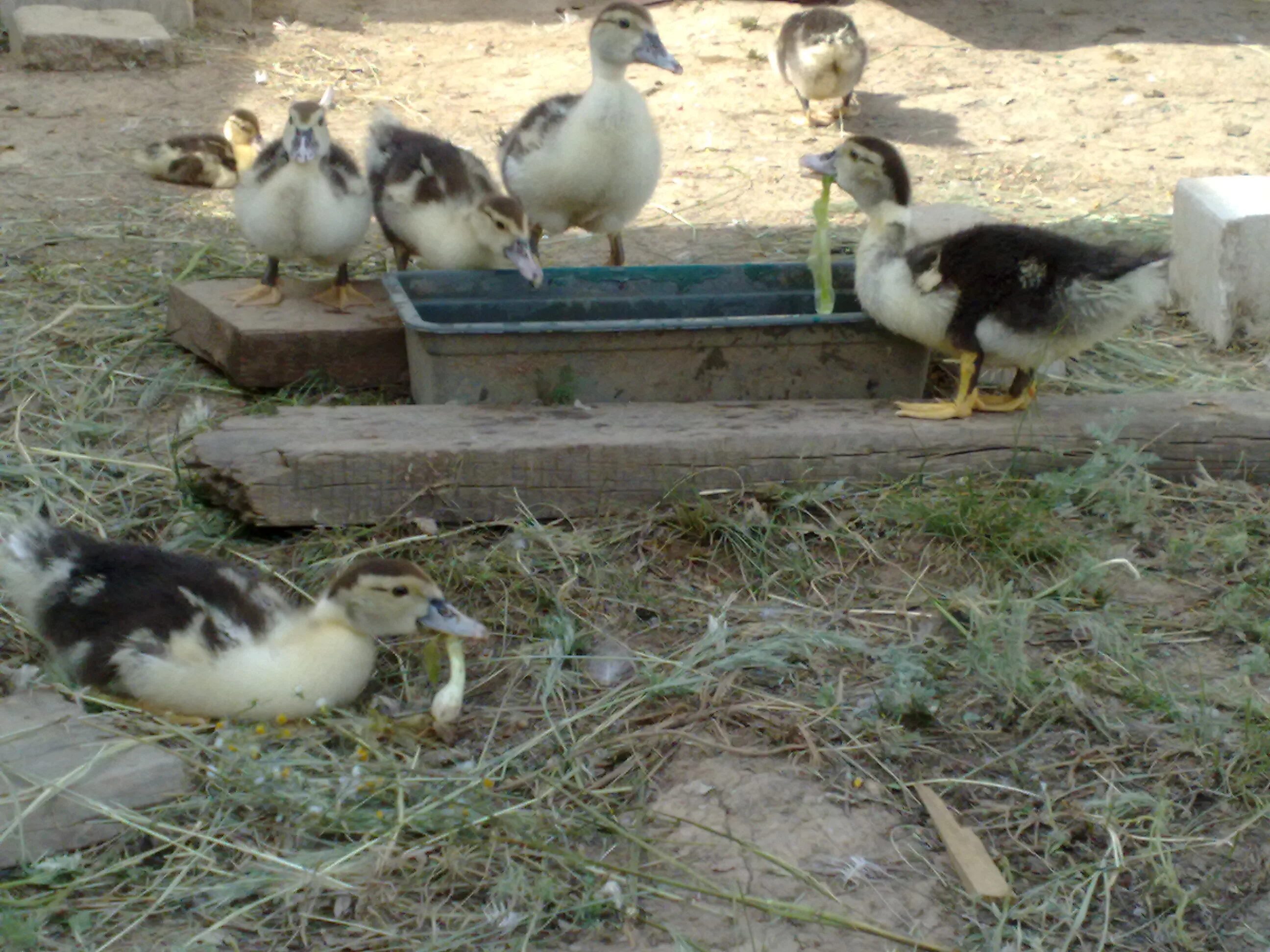 Индоутки загон. Стадо индоуток. Набор из индоутки фото. Утятник для мускусной утки. Содержание индоуток.