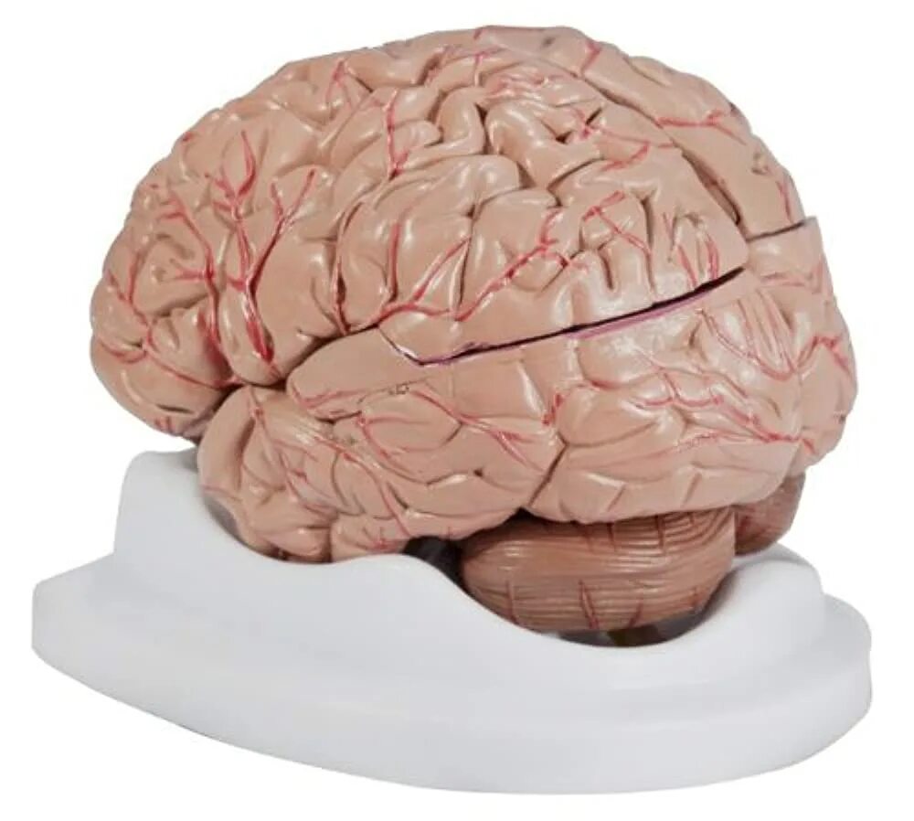 Brain model. Муляж мозга. Модель мозга. Модель мозга человека. Моделирование человеческого мозга.