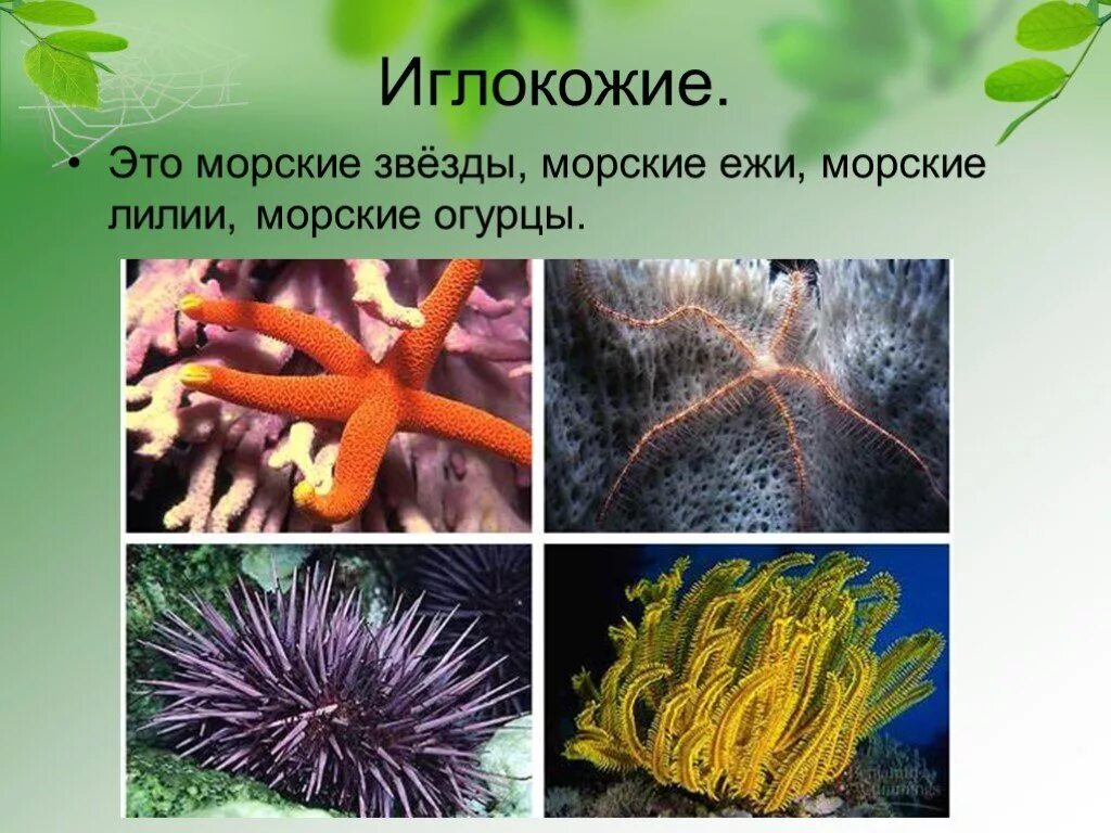 Иглокожие тип исключительно морских данных животных. Иглокожие морская звезда, морской ёж, морская лилия. иглокожие морские ежи. царство животных, иглокожие. морские лилии иглокожие.
