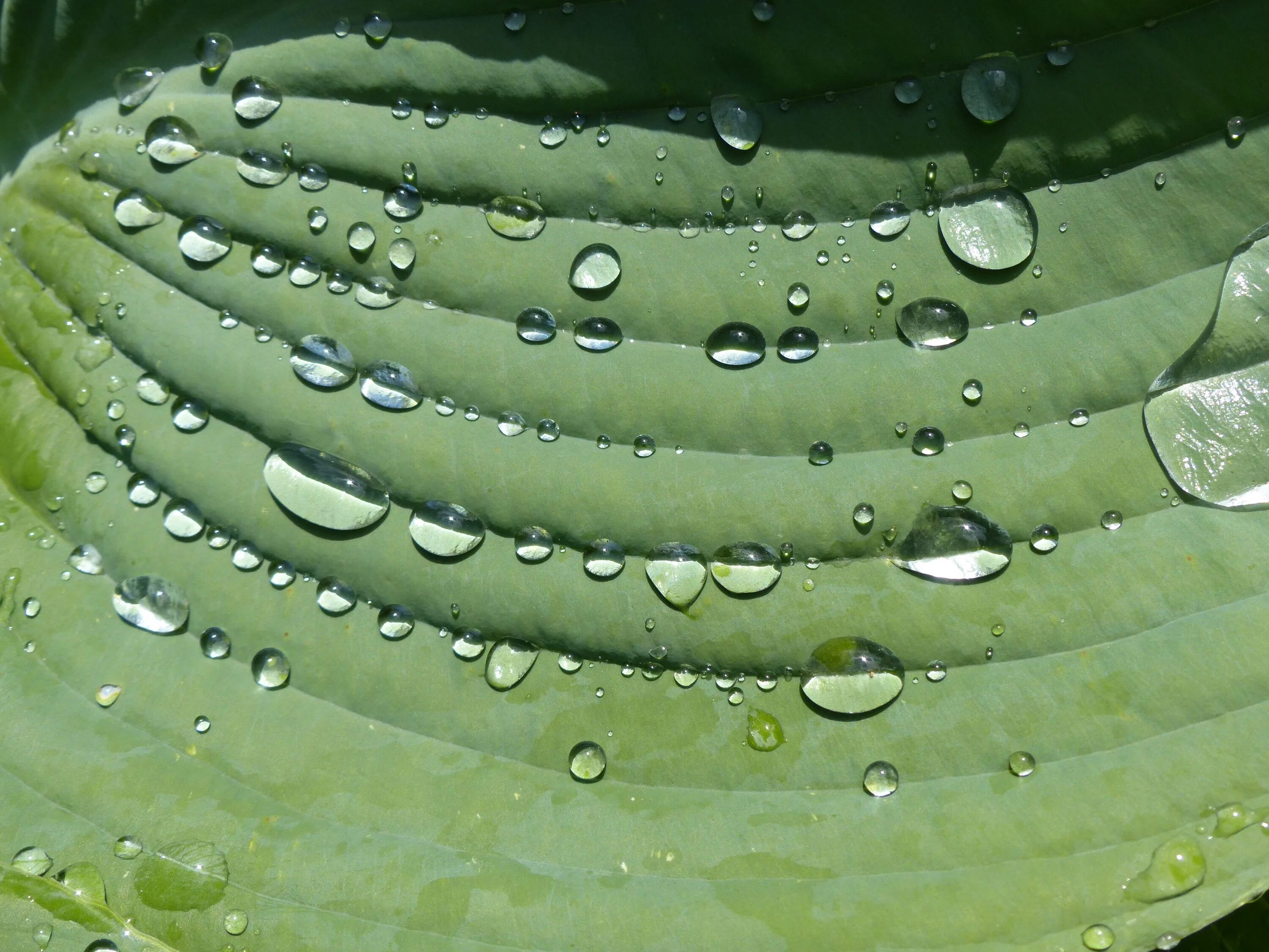 Водные растения пузырьки. Роса на цветах. Роса на листьях хосты. Зеленый дождь. Растение с капельками на стебле.