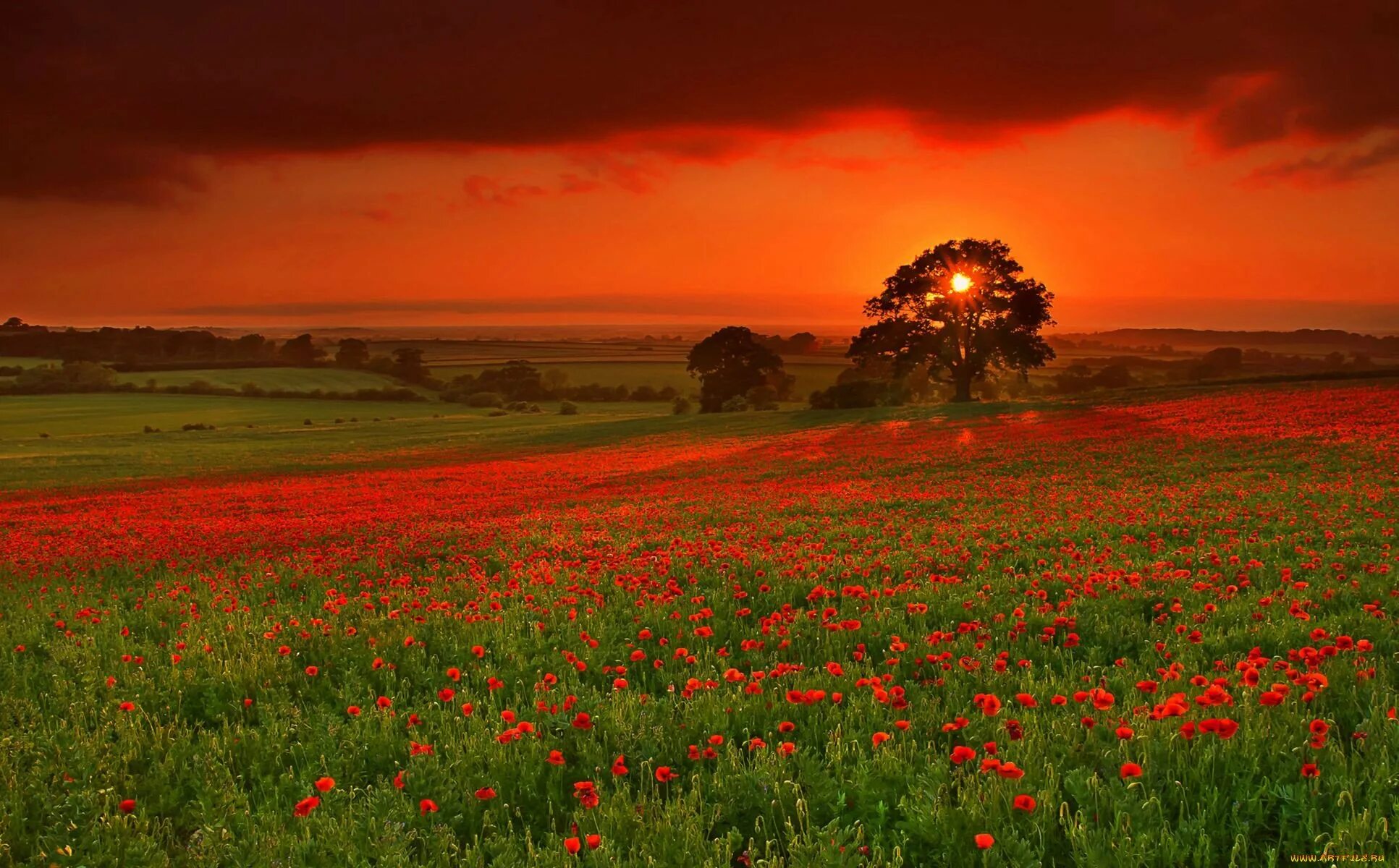Лето красное прекрасное. Цветочное поле. Пейзаж поле. Красивый луг. Маковое поле.