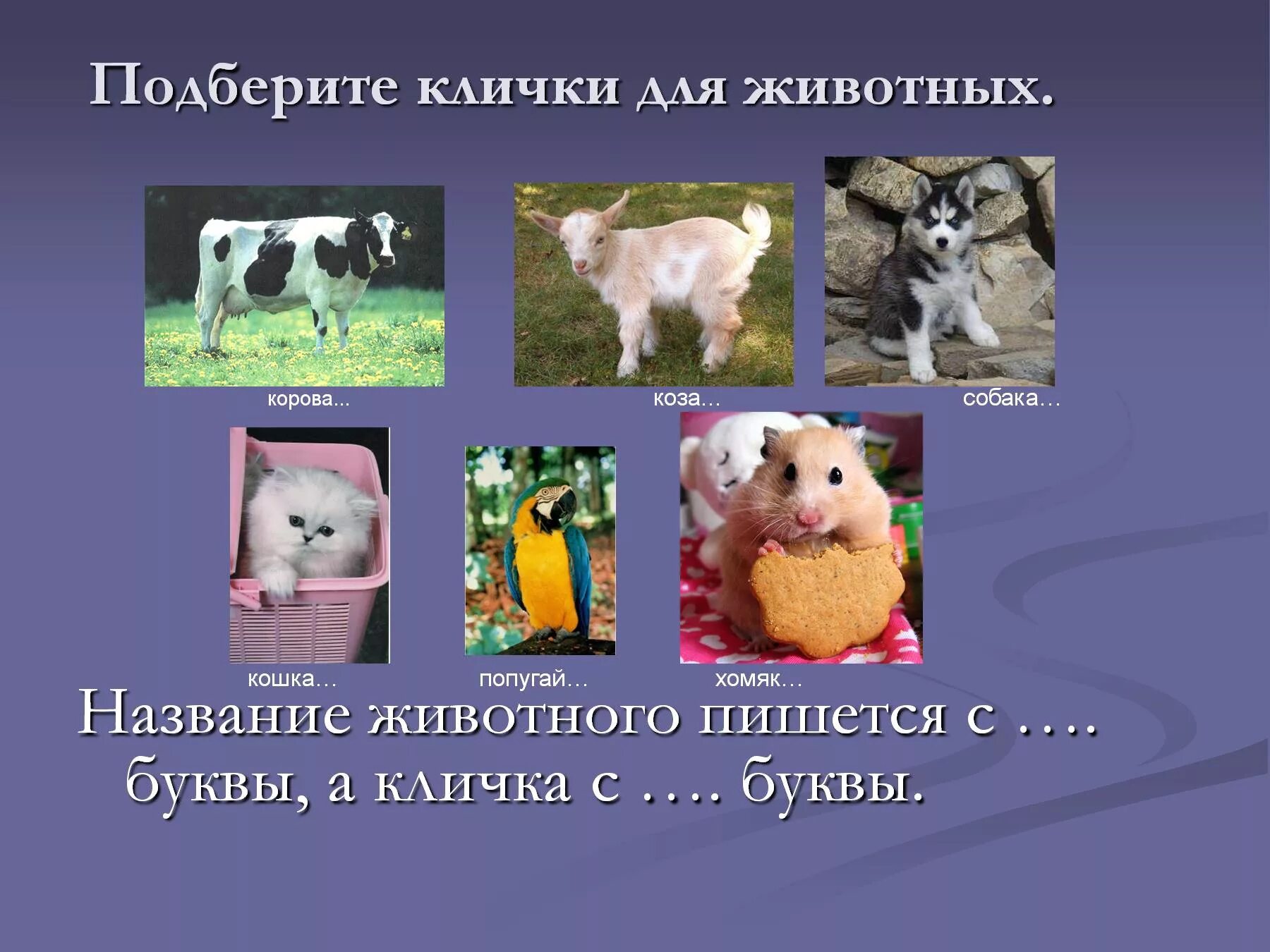 3 клички животных. Клички животных. имена для животных. клички домашних животных. прозвища животных.
