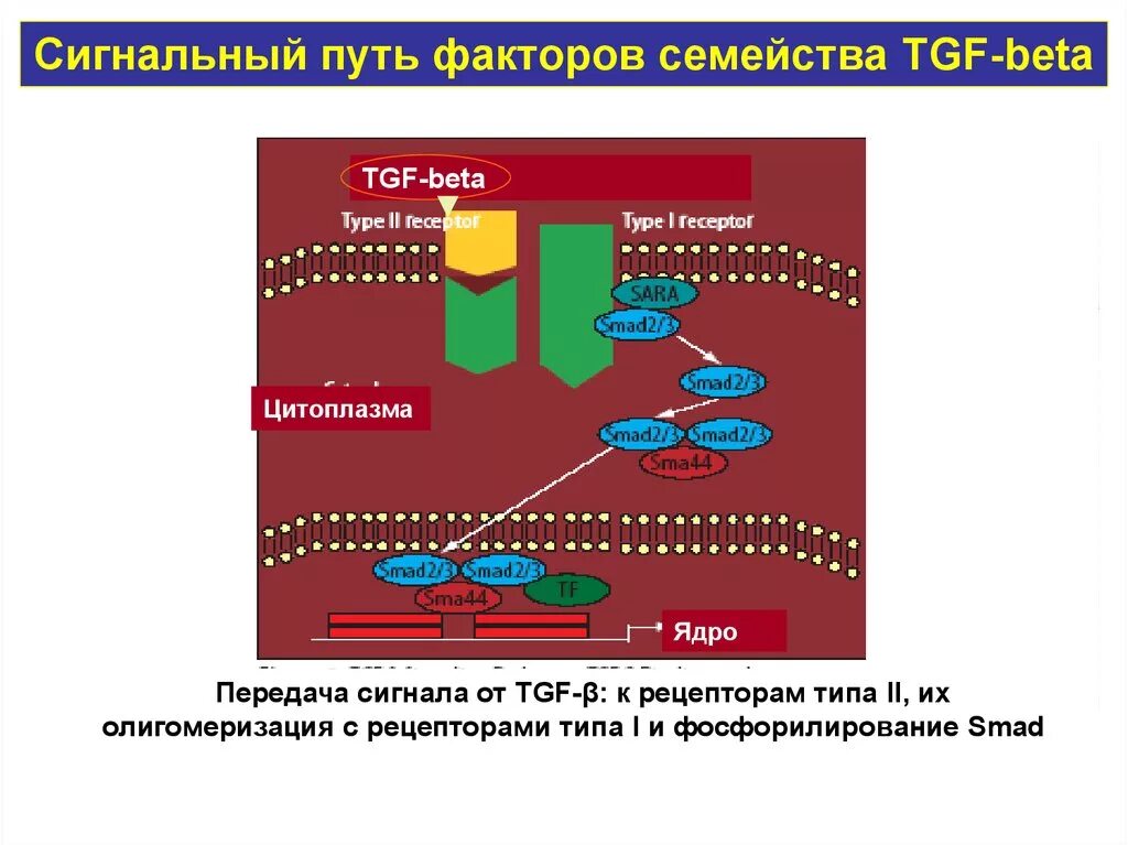 Сигнальный фактор это. Сигнальный путь TGF. Сигнальный путь TGF бета. Рецептор к TGF B.