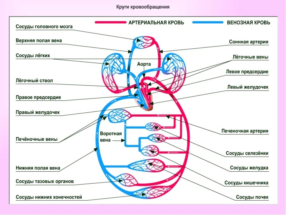 Нарушение кровообращения малого круга. Движение крови по сосудам 8 класс. Движение крови по сосудам регуляция кровоснабжения. Механизм движения крови по артериям. Схема механизмов движения крови по сосудам.