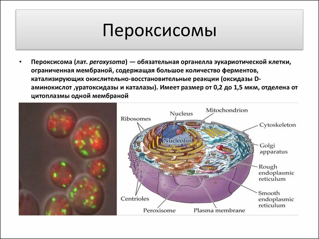 Пероксисома строение органоид. Строение клетки пероксисомы. Строение клетки микротельца. Строение клетки пероксисома. Мембраны клеток эукариот