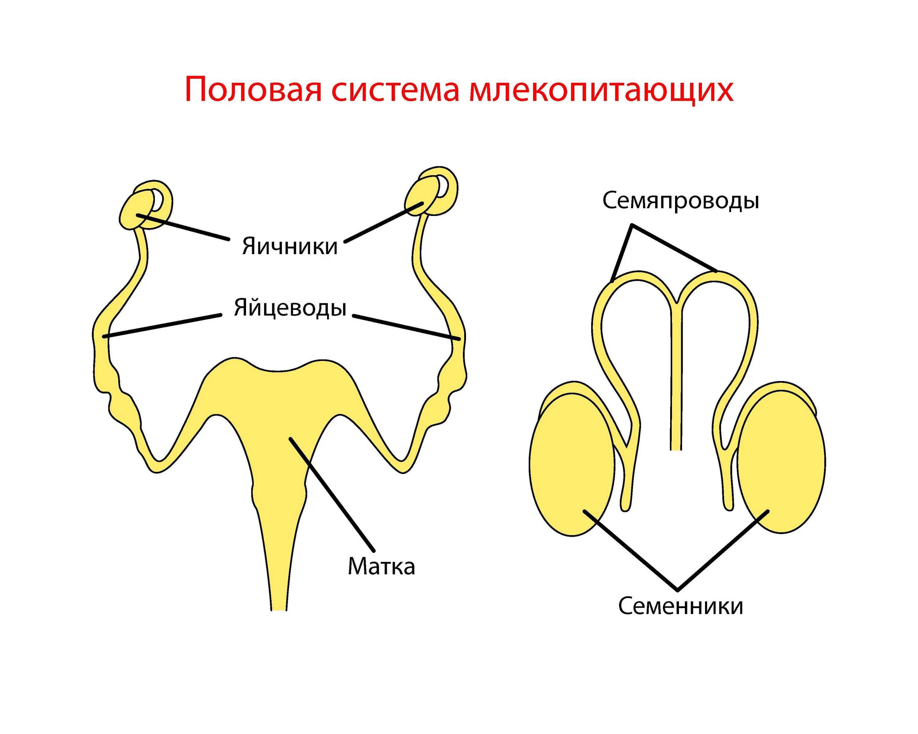 Женский половой орган млекопитающих. Половая система млекопитающих. Строение половой системы млекопитающих. Схема половой системы млекопитающих. Органы размножения млекопитающих.