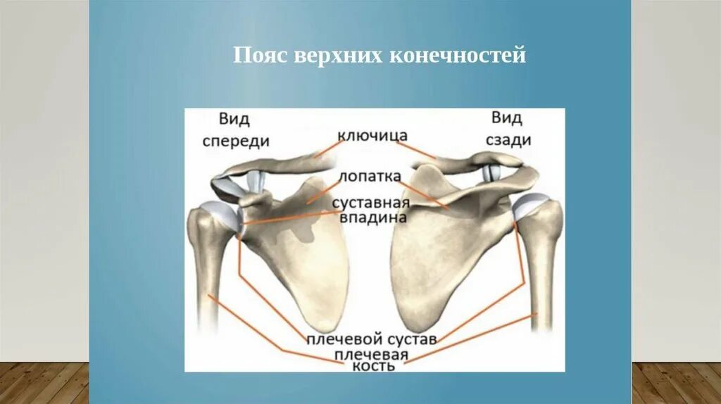 Какими костями образован пояс верхних конечностей. Строение пояса верхних конечностей. Пояс верхних конечностей анатомия. Кости пояса верхней конечности. Пояс вернхей конечностей.