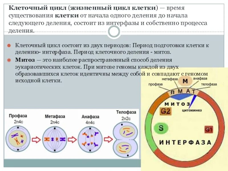 Жизненный клетки митоз