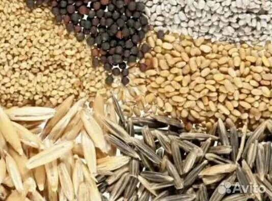 Авито семена трав. Россельхознадзор семена. очистка семян костреца. репродукция семян. люцерна с костром фото.