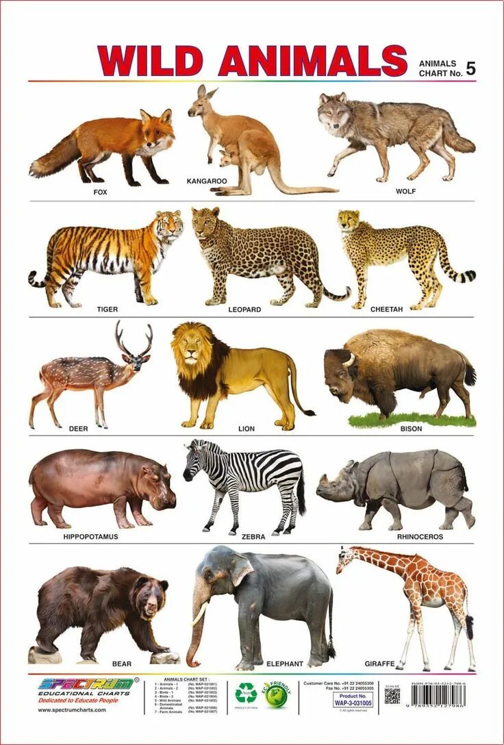 Имя animals
