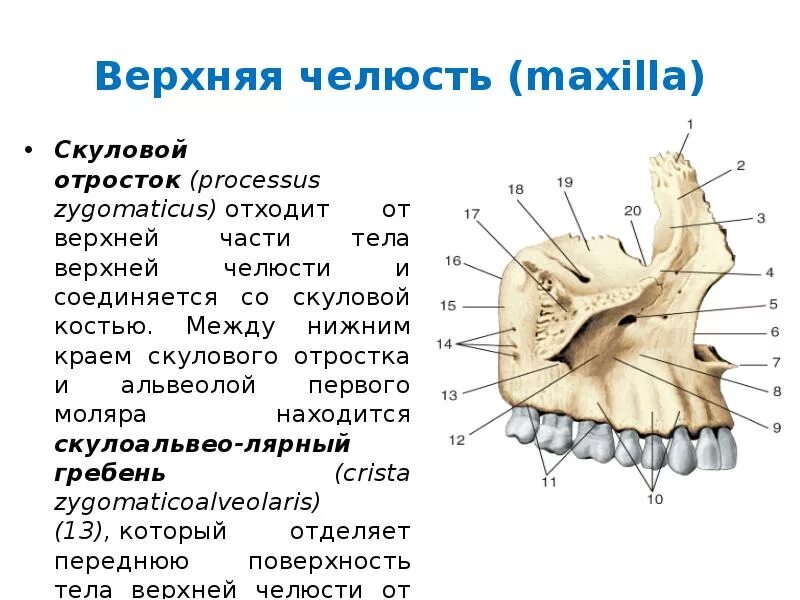 Скуловая кость топография. Скуловой на латинском языке. Скуловой на латинском языке. Скуловой на латинском языке. Скуловая дуга анатомия.