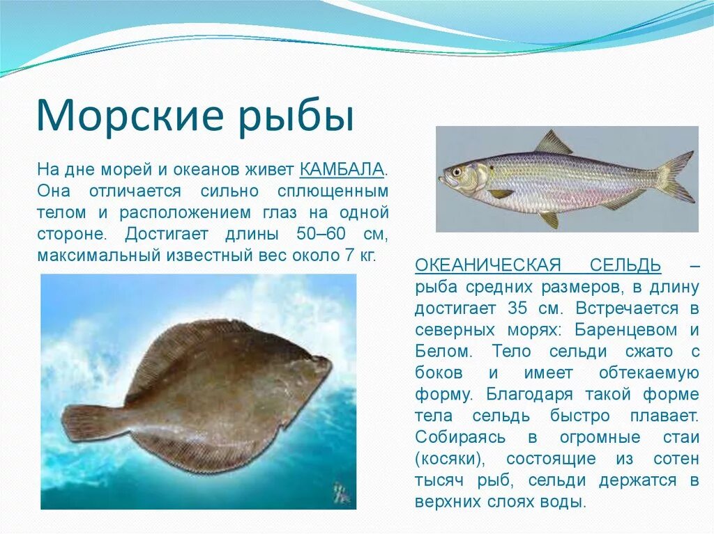 Морская рыба в баренцевом море. Баренцево море рыба баренцева моря. Промысловые рыбы баренцева моря список. Промысловые рыбы балтийского моря. Морские рыбы описание.