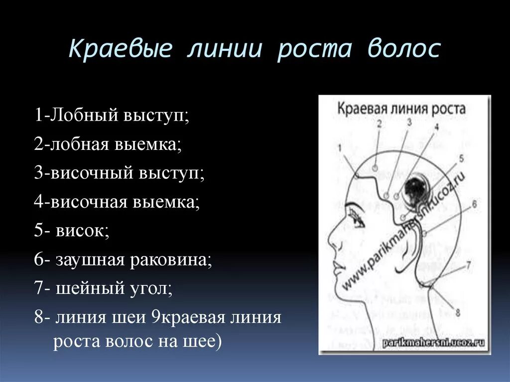 Краевая линия роста волос. Зоны волосяного Покрова головы схема. Зоны краевой линии роста волос. Краевые линии роста волос на шее.