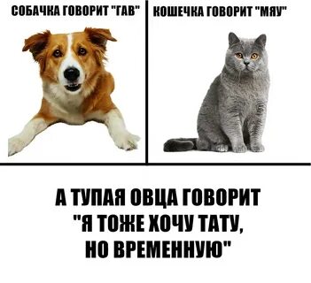 Мяу в переписке