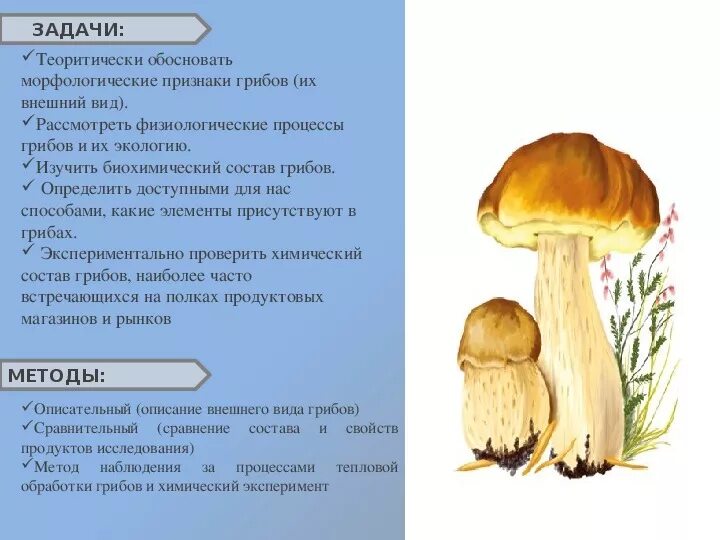 Какими особенностями обладают грибы. Какими свойствами обладают грибы. Какими свойствами обладают грибы. Шампиньон полезный гриб. Какими свойствами обладают грибы.